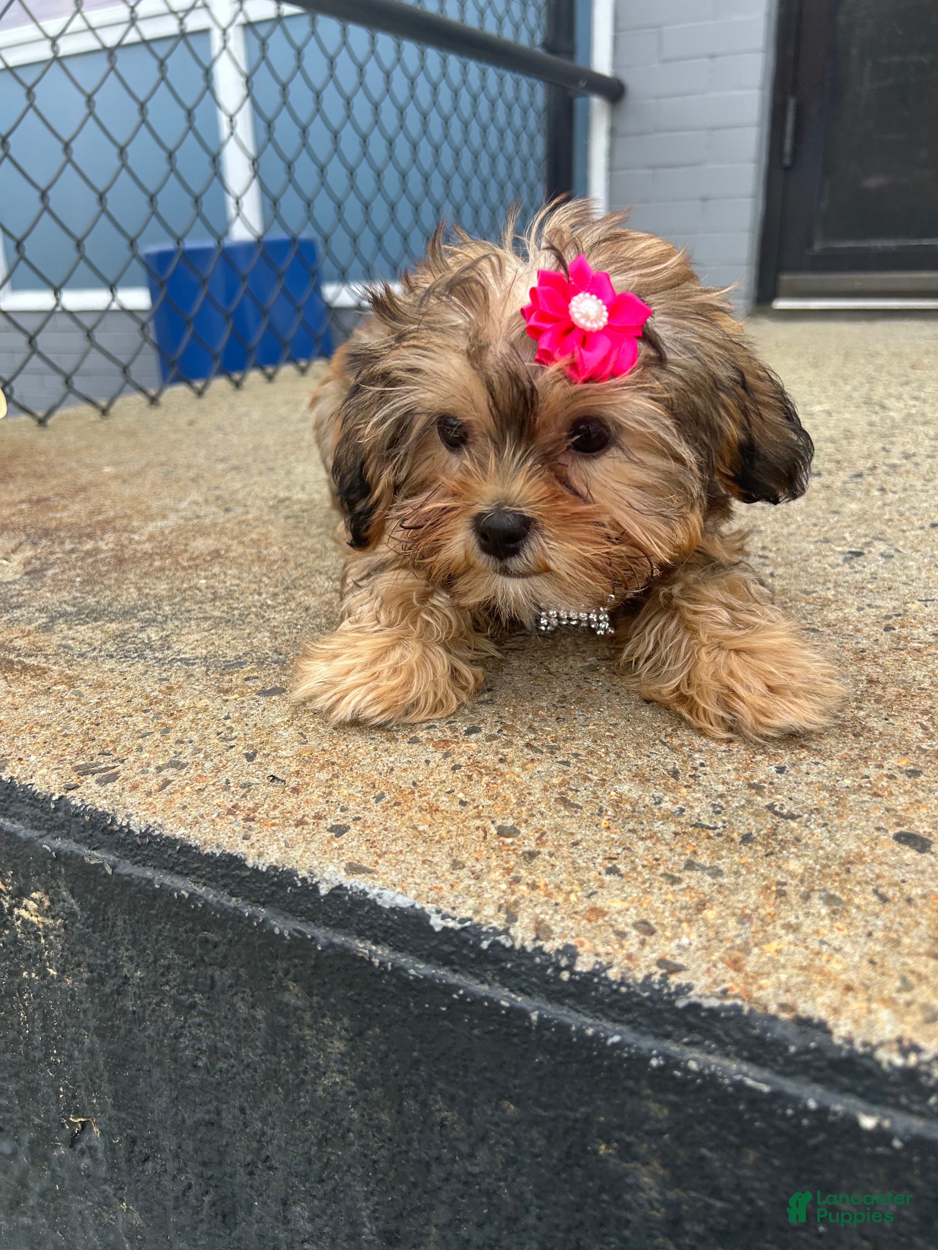 Shorkie dogs Shorkie Puppy 5 - Ad 25