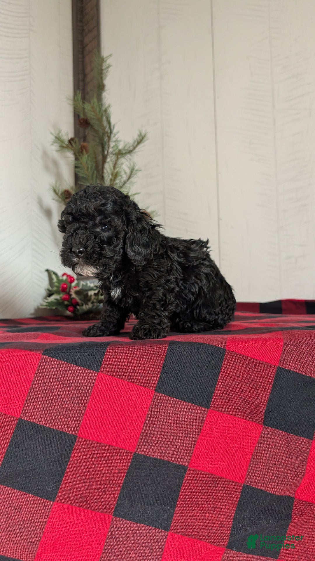 Cockapoo dogs for sale: Shiloh - Ad 6