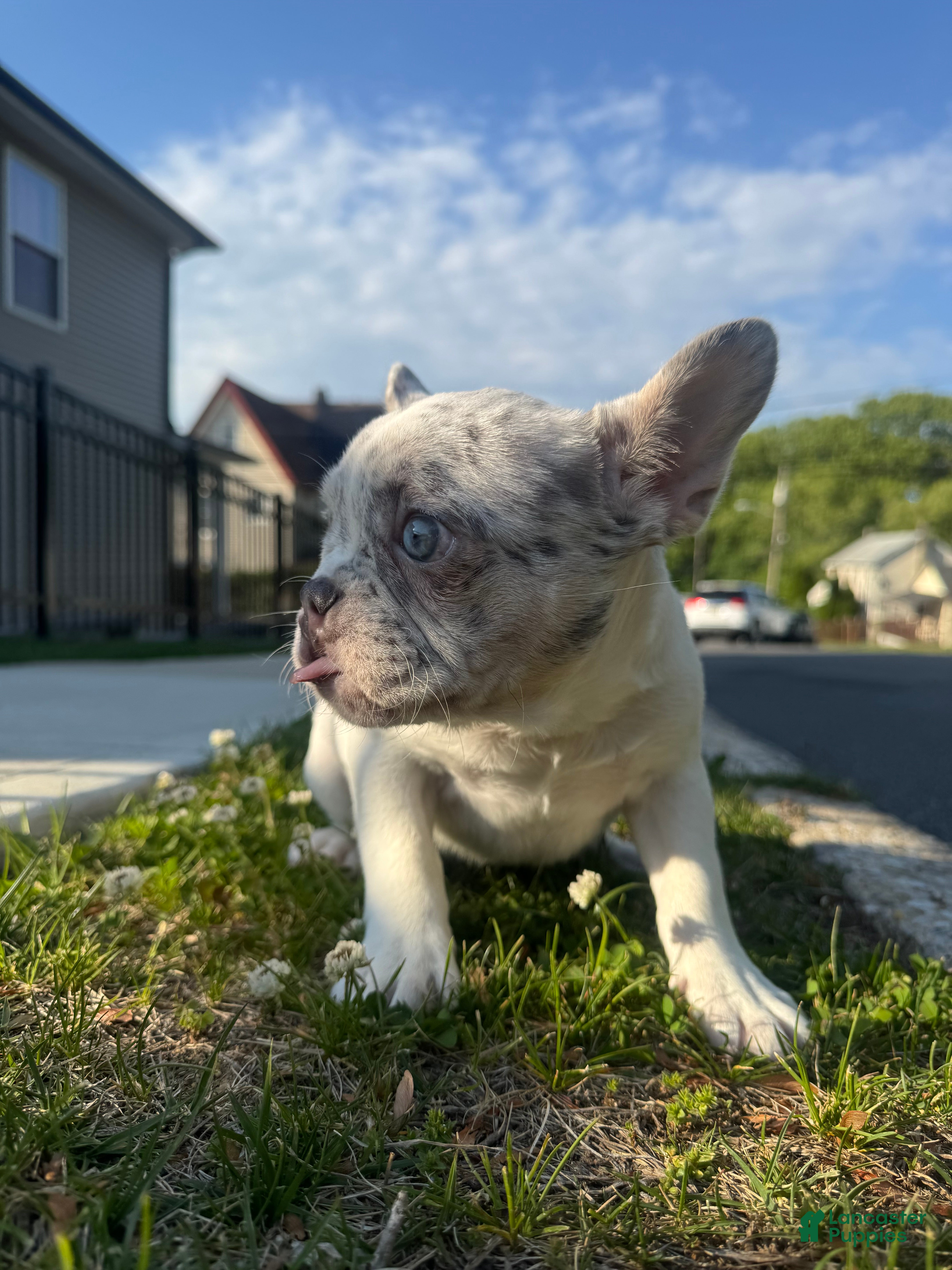 French Bulldog dogs Jack - Ad 2