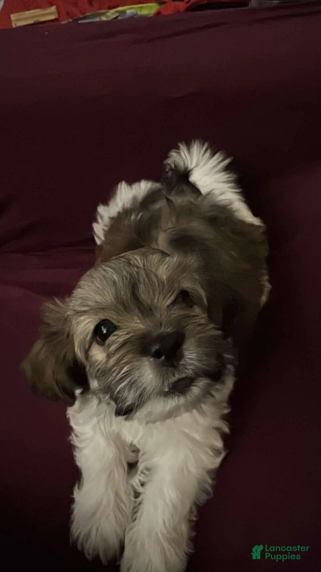 Mixed Breed dogs for sale: Mixed Breed Puppy 2 - Ad 1