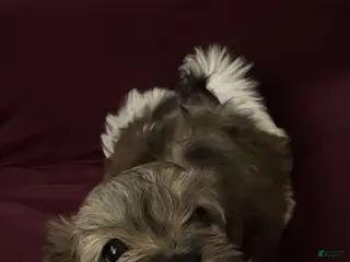 Mixed Breed dogs Mixed Breed Puppy 2 - Ad 40