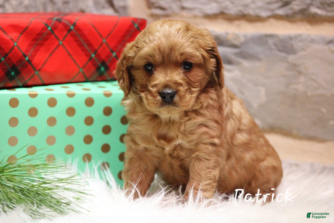 Cavapoo dogs for sale: Patrick  - Ad 4