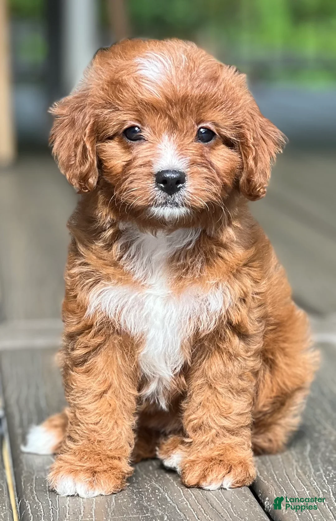 Cavapoo dogs for sale: Lulu - Ad 8