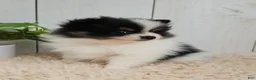 Pomeranian dogs for sale: Panda - Ad 8