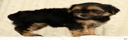 Yorkiepoo dogs for sale: Cola - Ad 4
