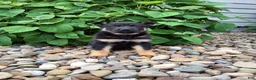 German Shepherd dogs for sale: Phoebe  - Ad 5