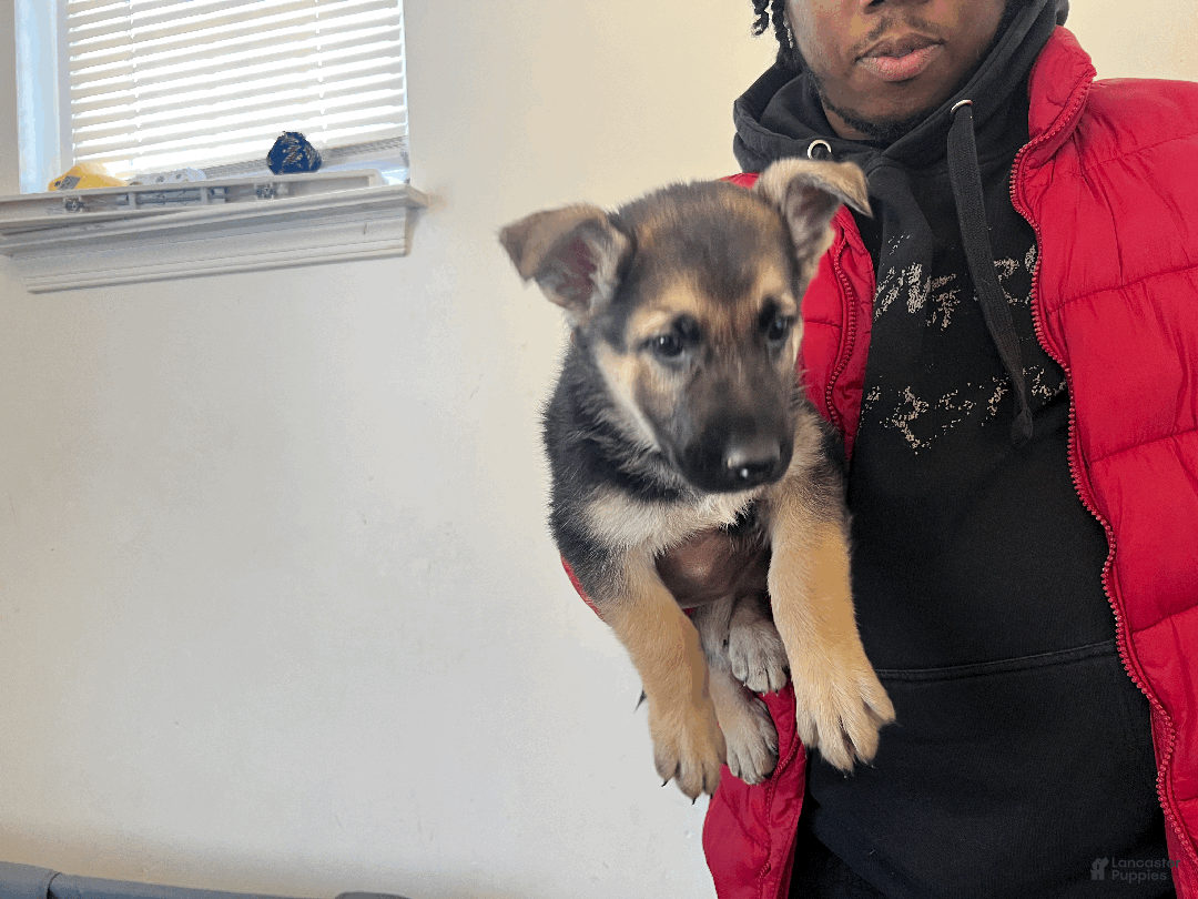 German Shepherd dogs for sale: Buttercup - Ad 3