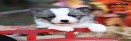 Nenets Herding Laika dogs for sale: Twix - Ad 1