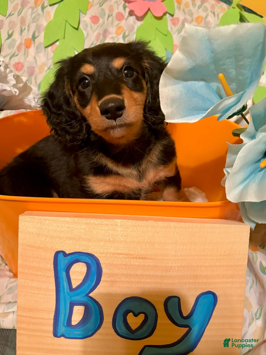 Miniature Dachshund dogs for sale: Peso - Ad 1