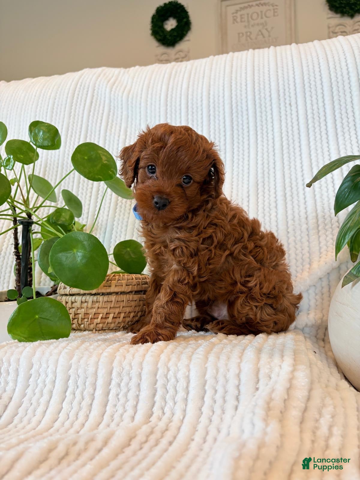 Cavapoo dogs for sale: Cavapoo Puppy 1 (Forest) - Ad 2
