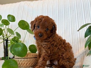 Cavapoo dogs Cavapoo Puppy 1 (Forest) - Ad 26