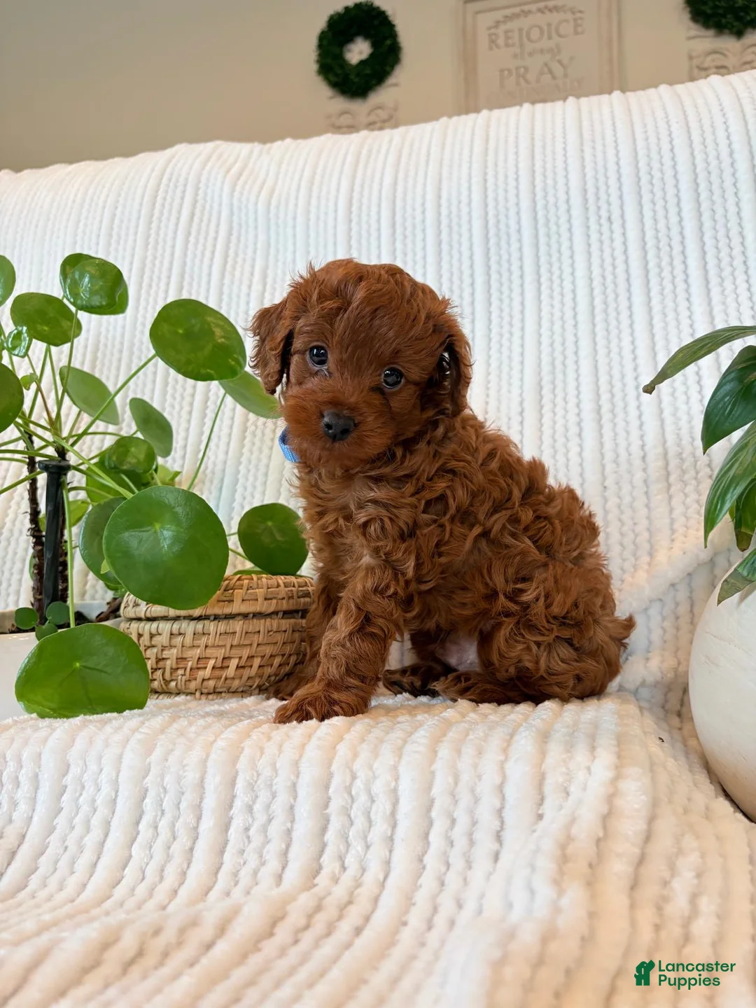 Cavapoo dogs for sale: Cavapoo Puppy 1 (Forest) - Ad 2