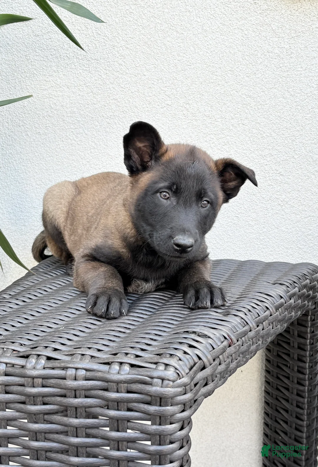 Belgian Malinois dogs for sale: Belgian Malinois Puppy (Maverick) - Ad 3