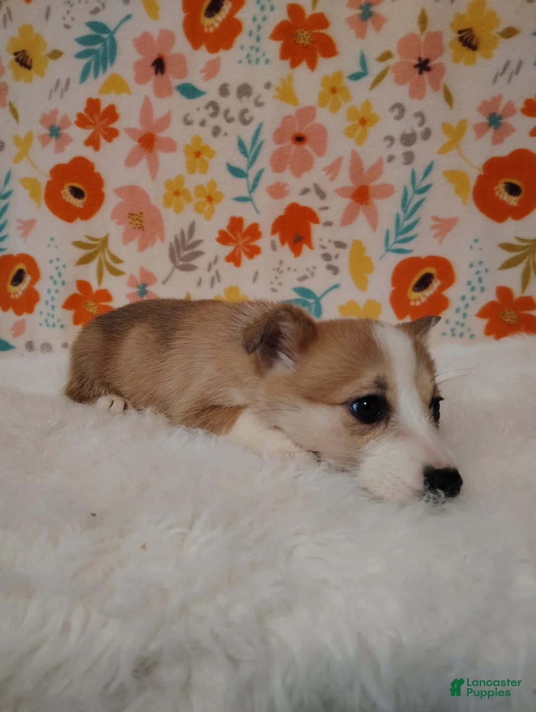 Welsh Corgi Pembroke dogs for sale: Mia - Ad 5