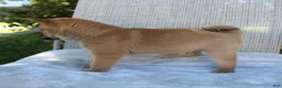 Shiba Inu dogs for sale: Lucky - Ad 3