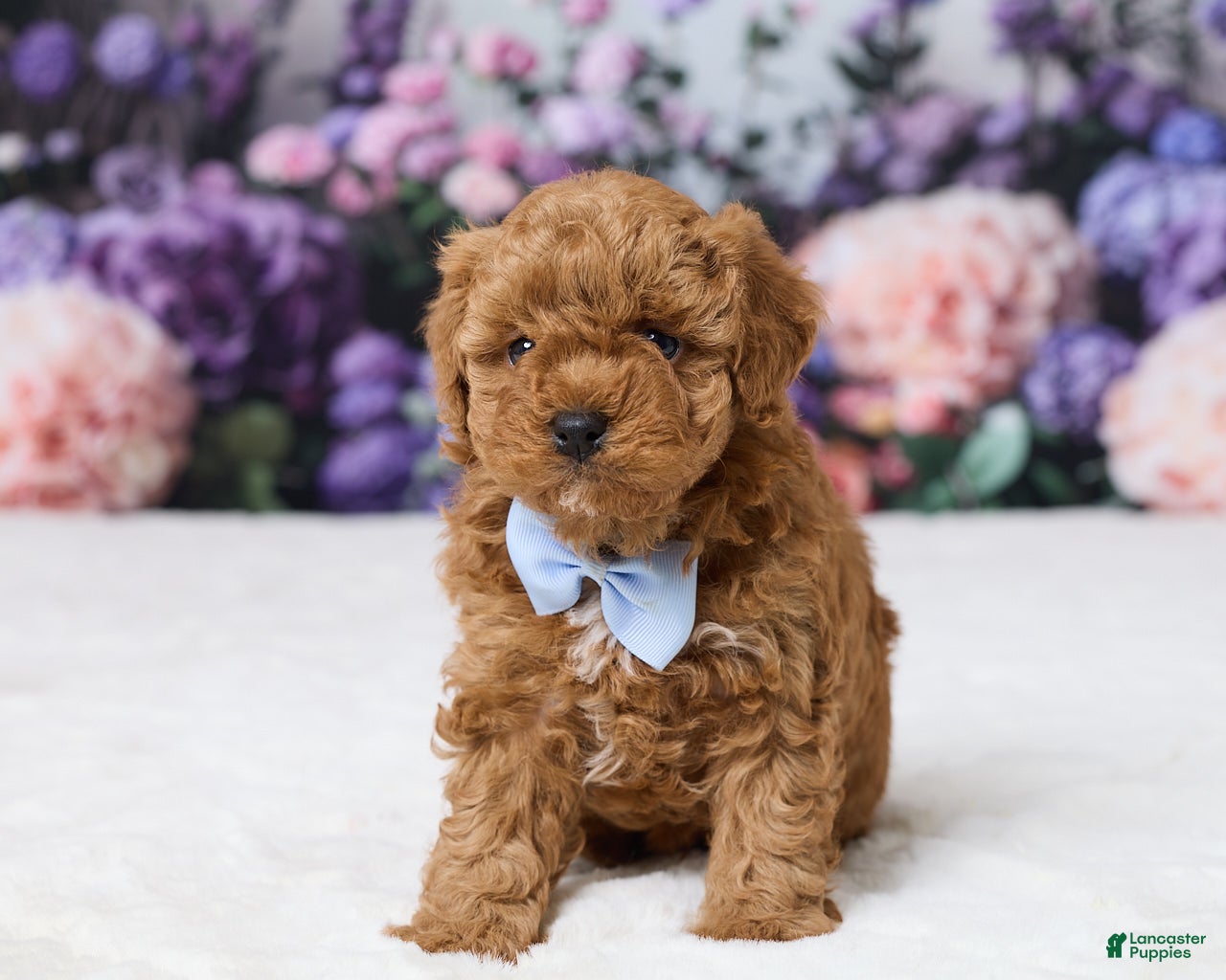 Miniature Poodle dogs Teddy - Ad 1