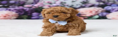 Teddy