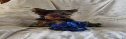 Yorkshire Terrier dogs for sale: Chip - Ad 3