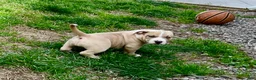 American Bully dogs for sale: Negan - Ad 7