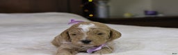 Goldendoodle dogs for sale: Holly - Ad 3