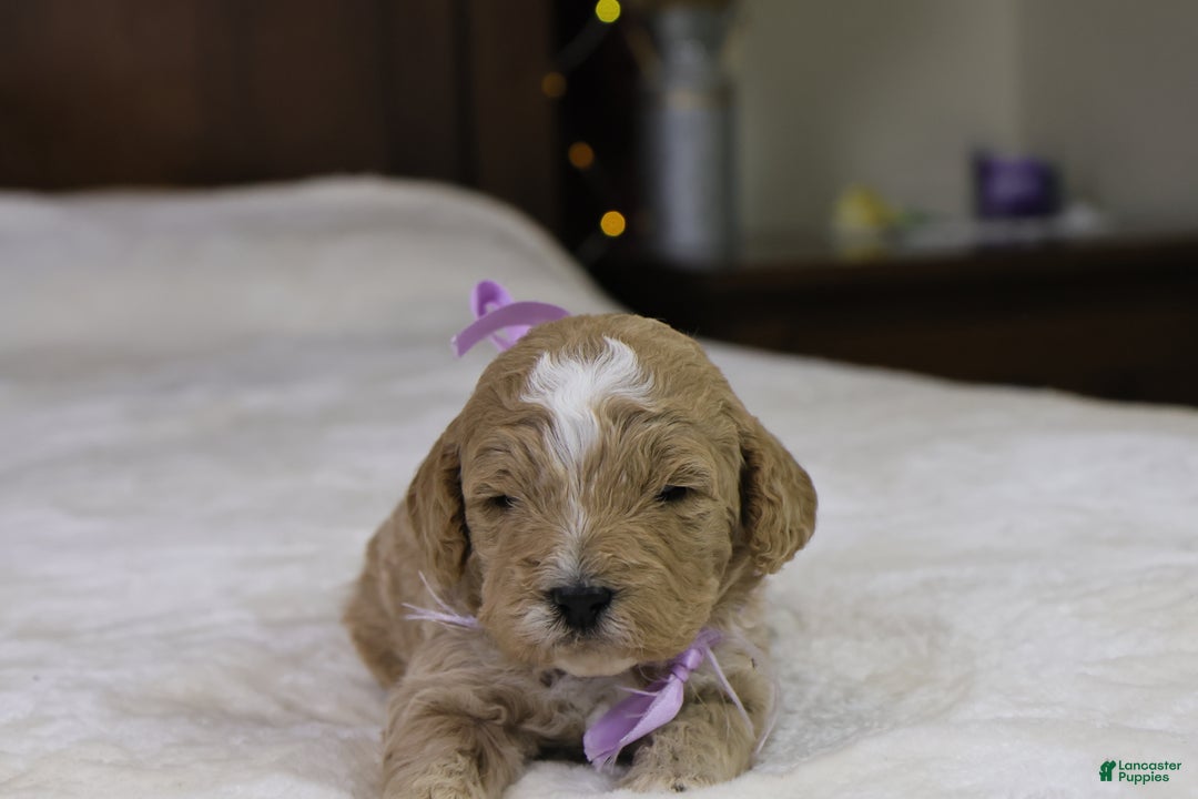 Goldendoodle dogs for sale: Holly - Ad 3