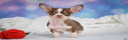 Chihuahua dogs for sale: Betty - Ad 2