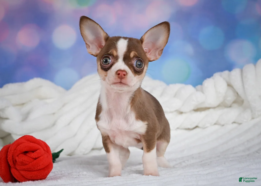 Chihuahua dogs for sale: Betty - Ad 2