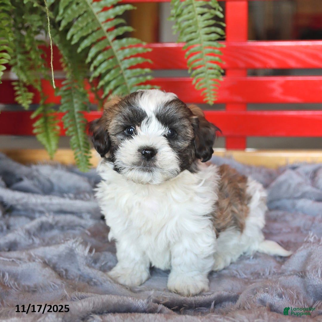 Teddy Bear dogs for sale: Tanner - Ad 1