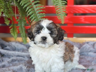 Teddy Bear dogs Tanner - Ad 20