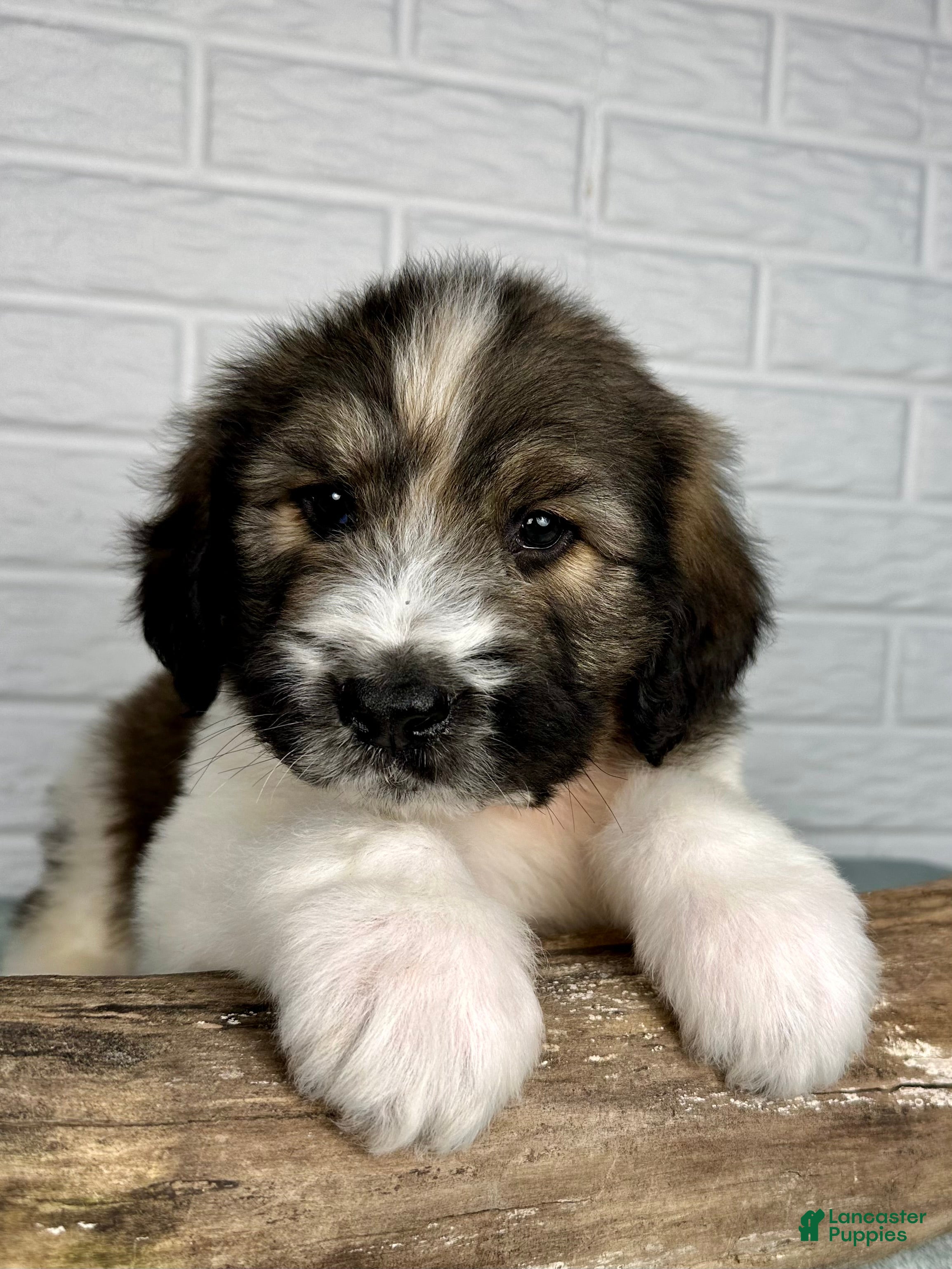 Saint Berdoodles dogs Duke - Ad 1