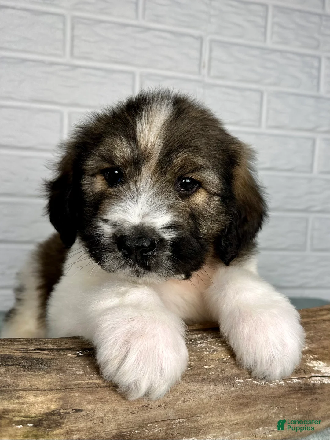 Saint Berdoodles dogs for sale: Duke - Ad 1