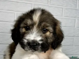 Saint Berdoodles dogs for sale: Duke - Ad 4