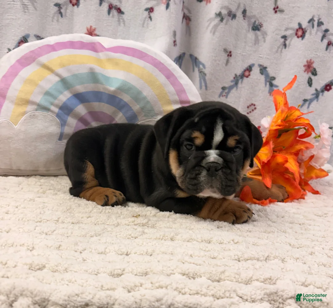 English Bulldog dogs for sale: Blitz - Ad 2
