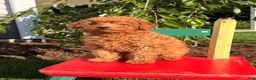 Toy Poodle dogs for sale: Jewel - Ad 10