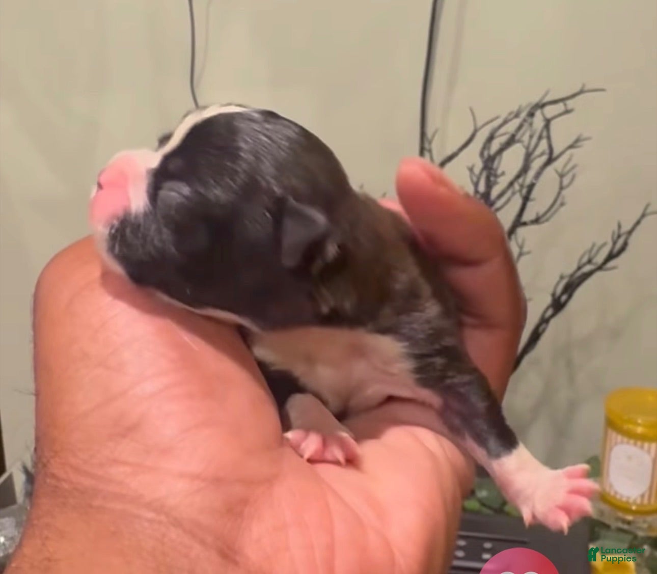 Boston Terrier dogs Boston Terrier 1 Runt - Ad 1