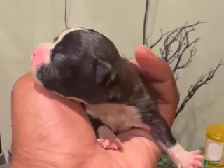 Boston Terrier dogs Boston Terrier 1 Runt - Ad 1