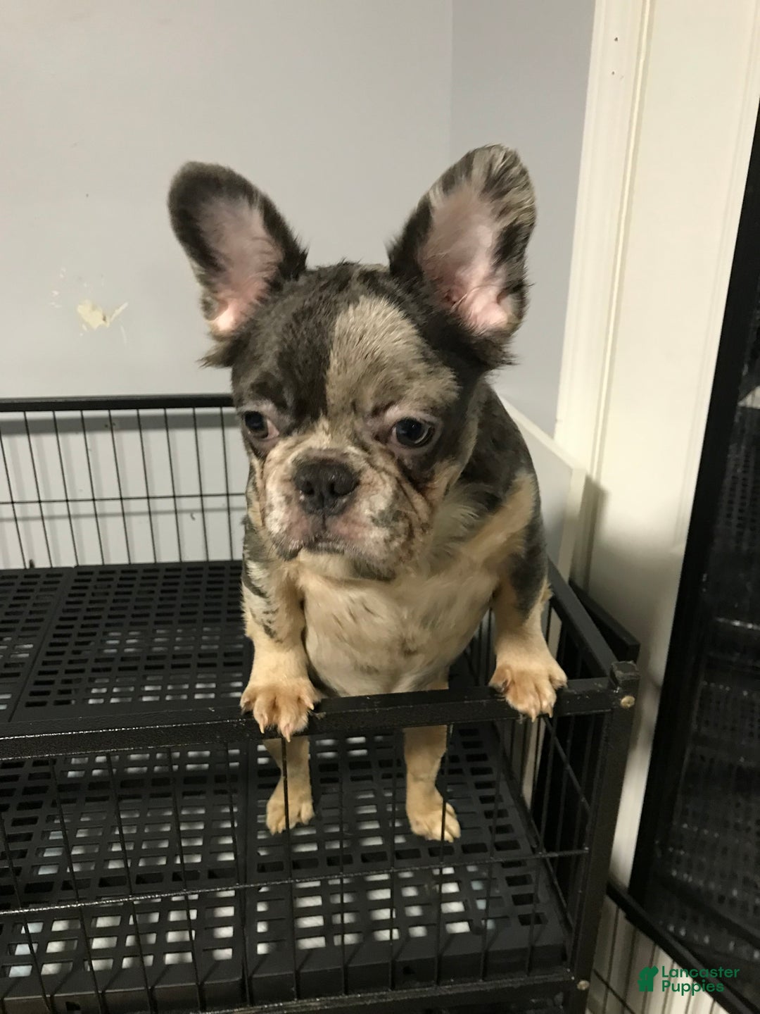 French Bulldog dogs for sale: Moon  - Ad 1