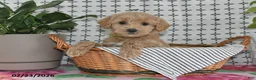 Goldendoodle dogs for sale: Reba - Ad 5