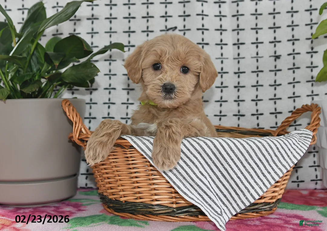 Goldendoodle dogs for sale: Reba - Ad 5