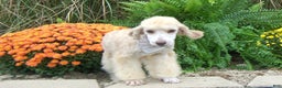 Miniature Poodle dogs for sale: Miniature Poodle Puppy 7 Andy - Ad 10