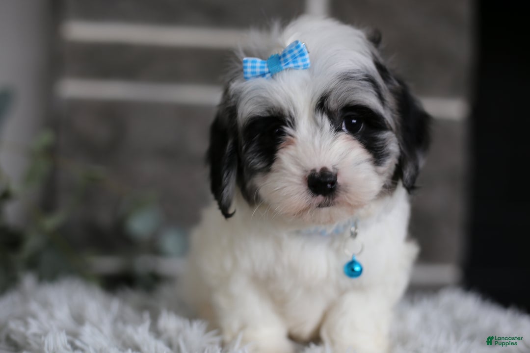 Maltipoo dogs for sale: Sapphire - Ad 17
