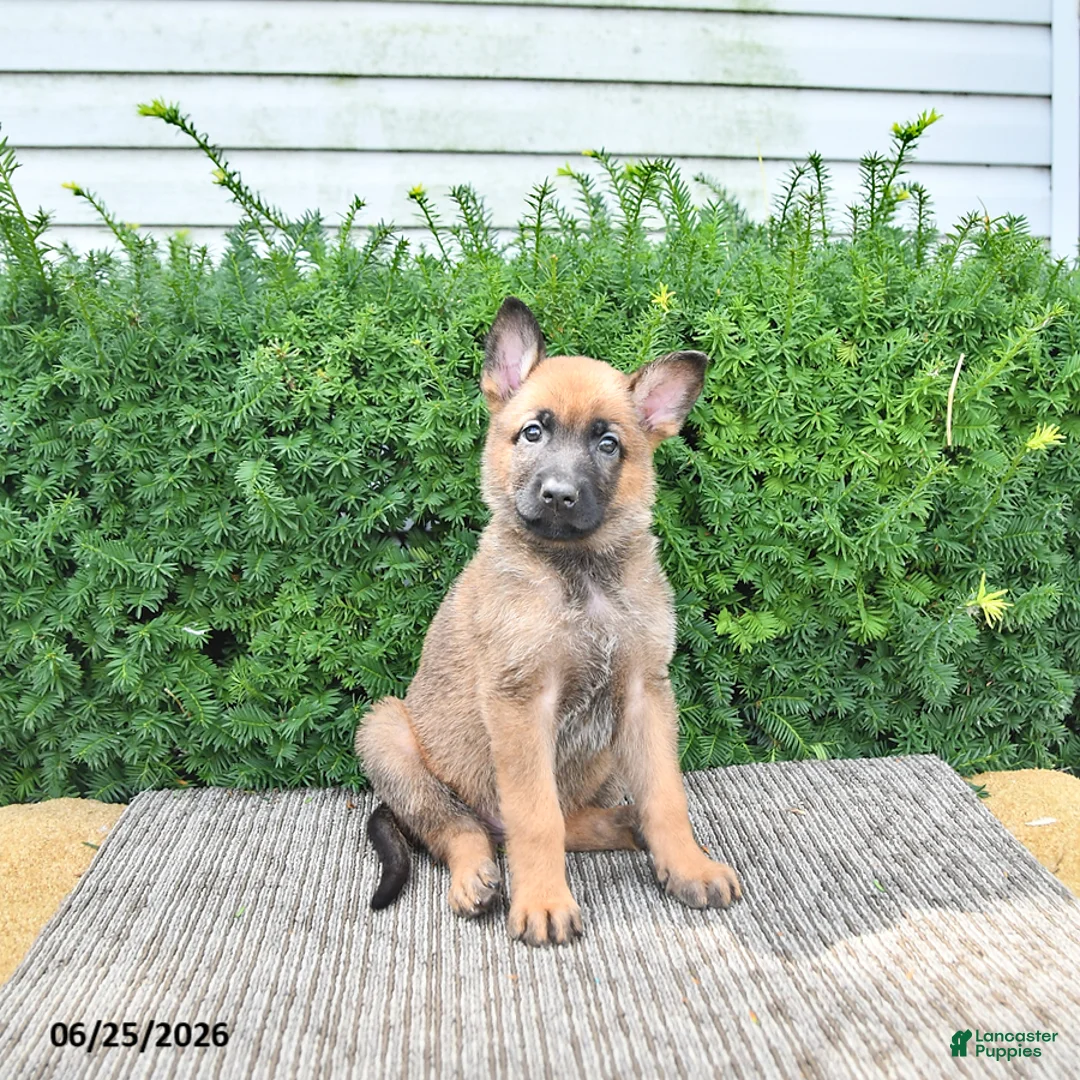 Mixed Breed dogs for sale: Adora - Ad 2