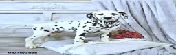 Dalmatian dogs for sale: Buster - Ad 1
