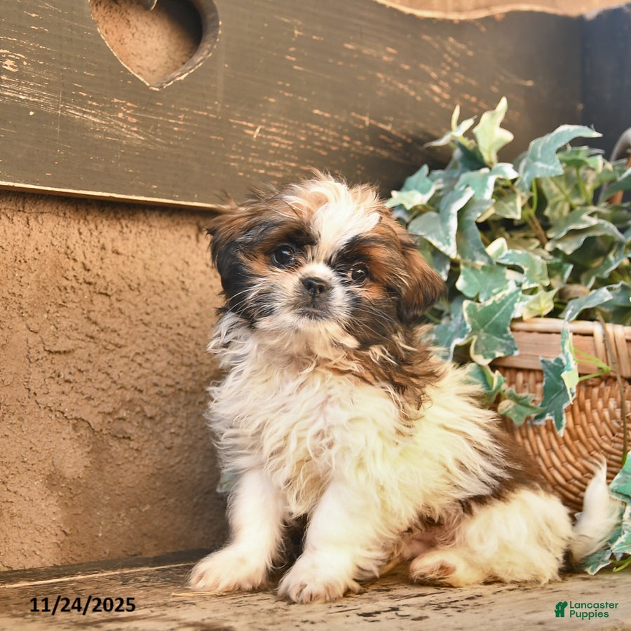 Shih Tzu dogs Rusty - Ad 7