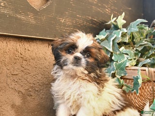 Shih Tzu dogs Rusty - Ad 32