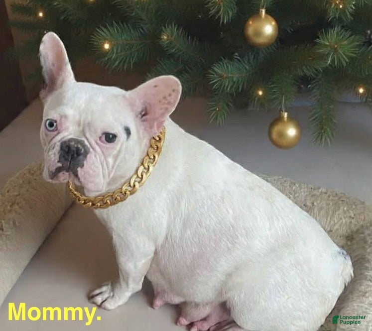 French Bulldog dogs Carolyn - Ad 2