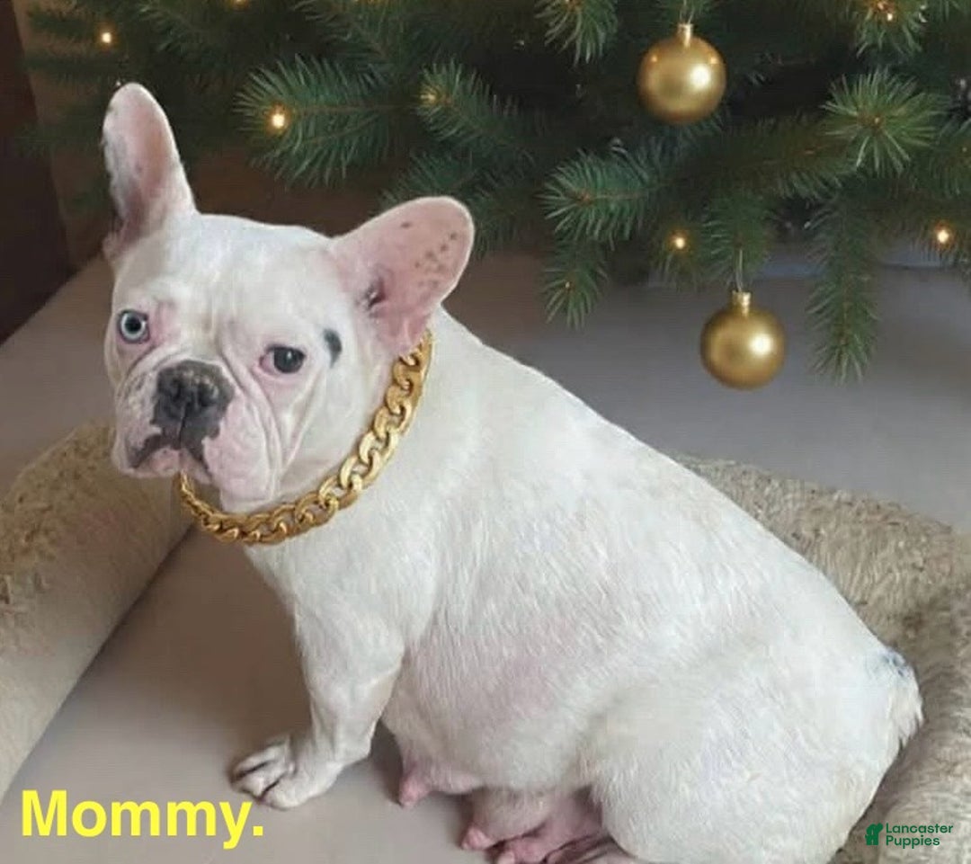 French Bulldog dogs for sale: Kyle - Ad 2