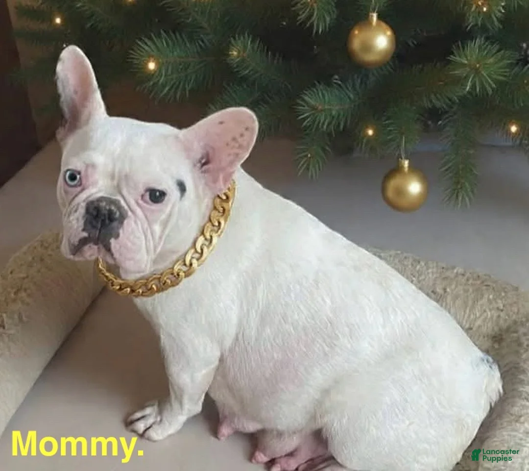 French Bulldog dogs for sale: Carolyn - Ad 2