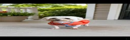Maltese dogs for sale: Akc Jax - Ad 2