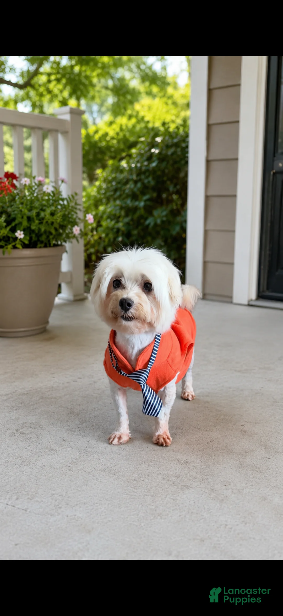 Maltese dogs for sale: Akc Jax - Ad 2